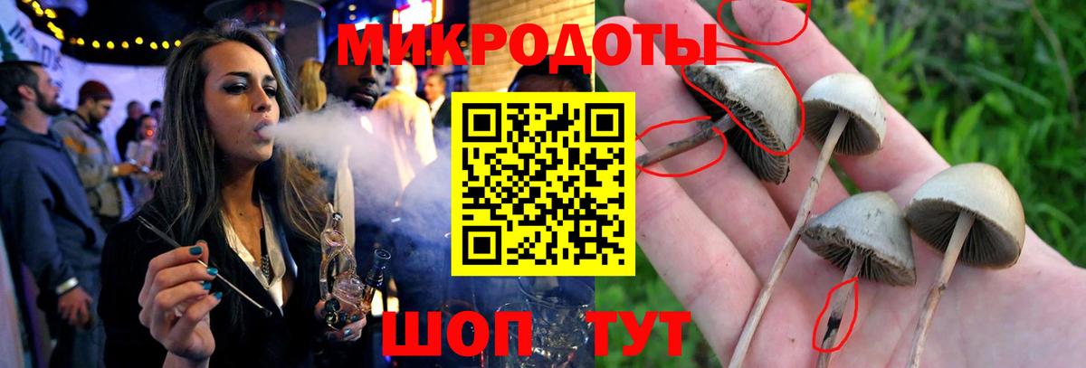 Псилоцибиновые грибы Cubensis Мончегорск